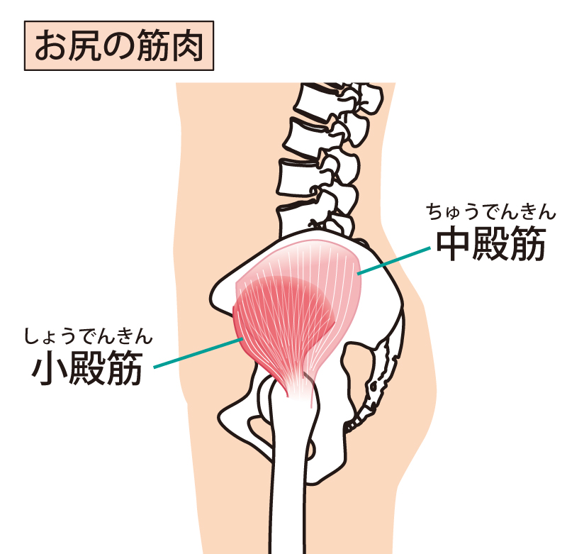 小殿筋トリガーポイント